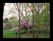 2010 Spring in Riverside Park w Billy-04